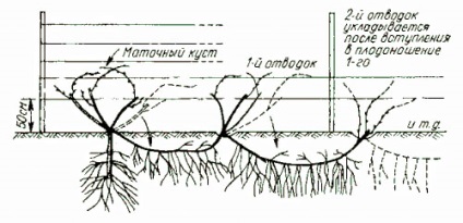 Diferite moduri de reproducere a strugurilor în vara video