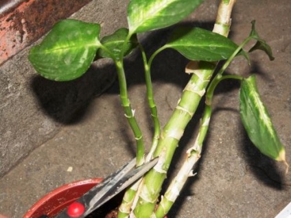 Reproducerea diffenbahiei prin tăieturi și butași de tulpină
