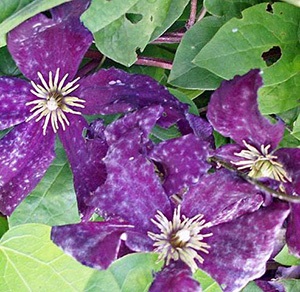 Reproducerea clematis și boala de flori (cauzele bolilor)