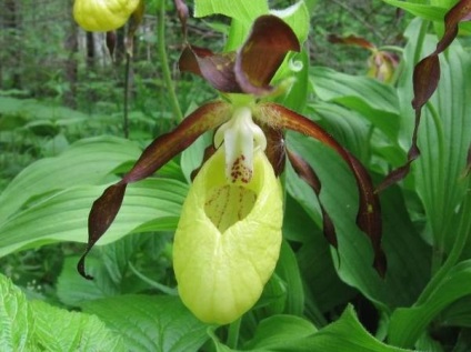 Reproducerea orhideelor