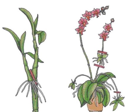 reprodukciója orchideák