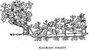 Розмноження винограду відводками - докладна інструкція з відео рекомендаціями