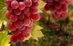 A szaporodási szőlő rétegződés - Részletes utasításokat videoajánlások