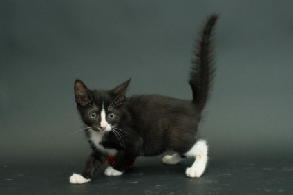 Distrugerea stereotipurilor fotografice, dovedind că pisicile negre sunt creaturi extrem de drăguțe