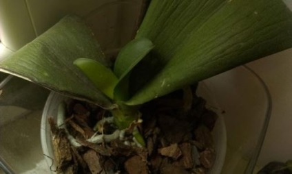 Resuscitarea orhideelor ​​după degerături și arsuri solare