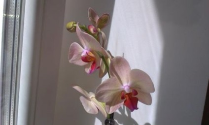 Resuscitarea orhideelor ​​după degerături și arsuri solare