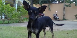 Ricci, terrier de jucărie rusă, câini, animalele de companie