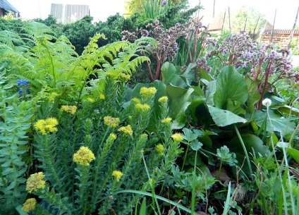 Rhodiola rosea