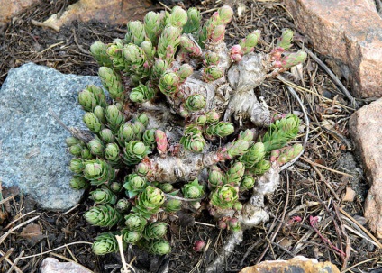 Rhodiola rosea