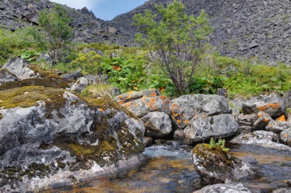 Rhodiola rosea