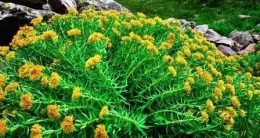 Rhodiola rosea - ültetés, gondozás, gyógyszerhasználat, napos nyári tartózkodási