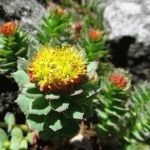 Rhodiola rosea - plantare, îngrijire medicală, uz medical, zi de vară