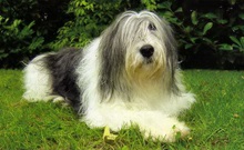 Rudele Bobtailului Bearded Collie, Sheepdog polonez, câine ciobănesc, Sapendus