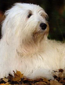 Rudele Bobtailului Bearded Collie, Sheepdog polonez, câine ciobănesc, Sapendus