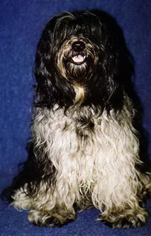 Rudele Bobtailului Bearded Collie, Sheepdog polonez, câine ciobănesc, Sapendus
