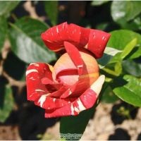 Garden Rose fotografie