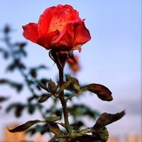 Garden Rose fotografie
