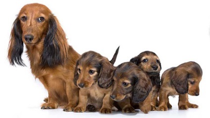 Cel mai popular și preferat câine de dachshund - dogcollar - muniție și accesorii pentru câini