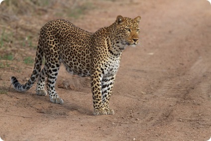 Cele mai puternice animale