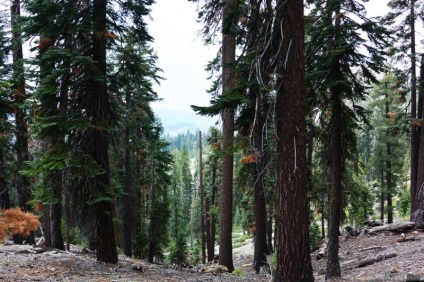 Cel mai interesant lucru despre Parcul Național Yosemite