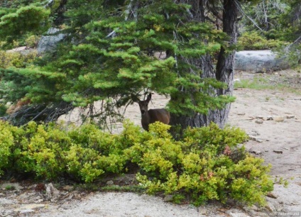 Cel mai interesant lucru despre Parcul Național Yosemite