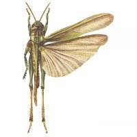 Locust Marsh, cartea de referință