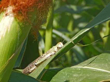 Locust (vándorló akác, olasz sáska, szöcske szibériai) (Locusta migratoria,