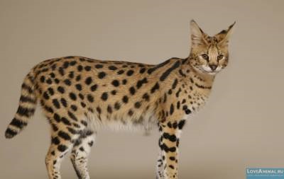 Саванна (savannah cat)