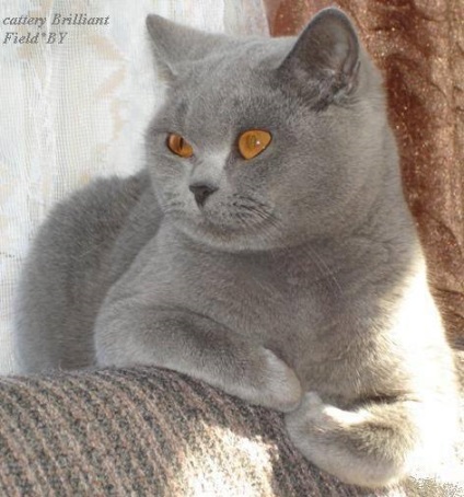 Tenyészet brit macska - gyémánt elhelyező