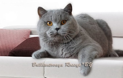 Tenyészet brit macska - gyémánt elhelyező