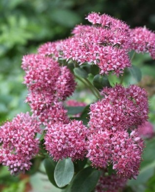 Sedum vazut in gradina in vara si in toamna