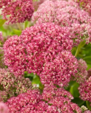 Sedum vazut in gradina in vara si in toamna