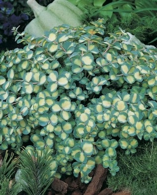 Sedum kiemelkedő a kertben nyáron és ősszel Greenmarket