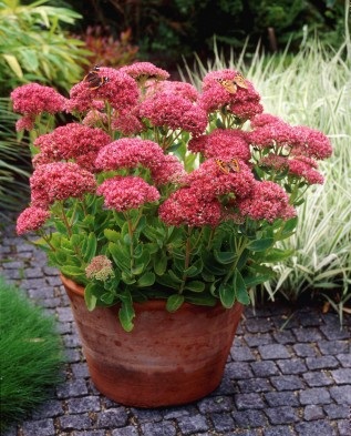 Sedum kiemelkedő a kertben nyáron és ősszel Greenmarket