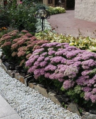 Sedum kiemelkedő a kertben nyáron és ősszel Greenmarket