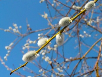 Astăzi este Duminica Floriilor