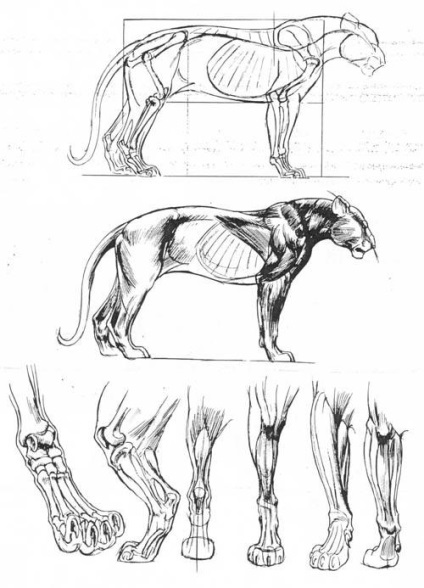 Familie de pisici, arta de a desena animale - desene de lectii in creion, lectii de pictura