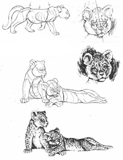 Familie de pisici, arta de a desena animale - desene de lectii in creion, lectii de pictura