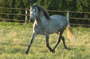 Gray-in-suit costume descriere cai, caracteristici și fotografii