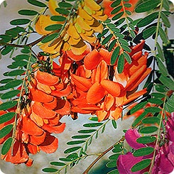 Sesbania grandiflora Mekong, 3 db