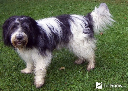 Shapendua Dog Breed Descriere