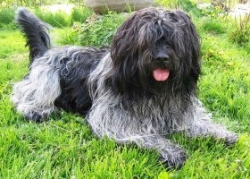 Shapendua Dog Breed Descriere