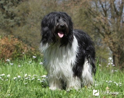 Shapendua Dog Breed Descriere