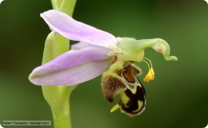 Hat csodálatos orchidea, mint az állatok