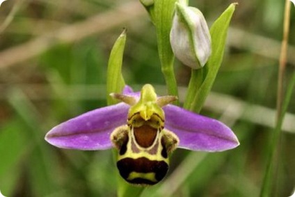 Hat csodálatos orchidea, mint az állatok
