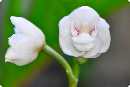 Șase uimitoare orhidee, asemănătoare cu animalele