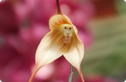Hat csodálatos orchidea, mint az állatok