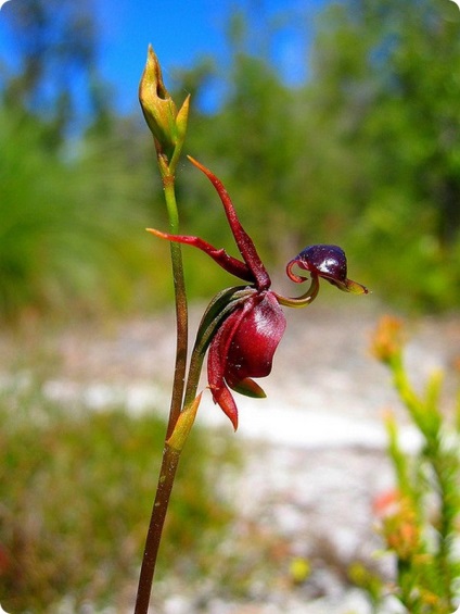 Hat csodálatos orchidea, mint az állatok