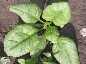 Spanac proprietăți utile și spanac cultivare