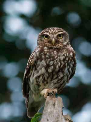 Owls, bufniță bufniță, bufnita domestică, animale